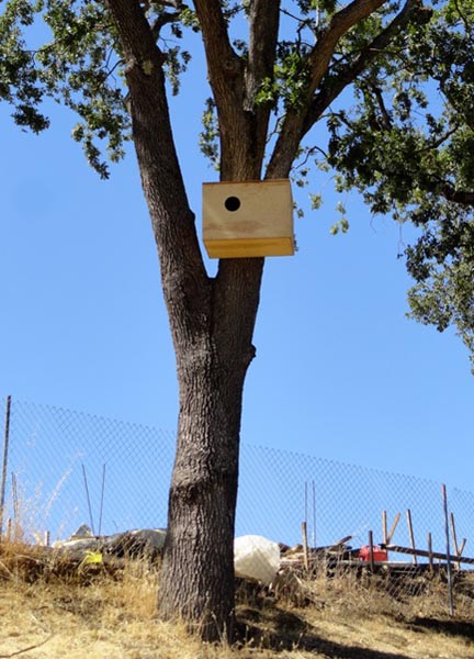 Wildlife Emergency Services Blog Barn Owl Relocation