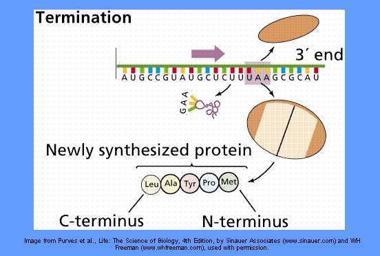 explanation of protein synthesis Now that the first amino acid in the peptide chain is in place, protein synthesis proceeds through the process of elongation the codon next to. explanation of protein synthesis Now that the first amino acid in the peptide chain is in place, protein synthesis proceeds through the process of elongation the codon next to.
