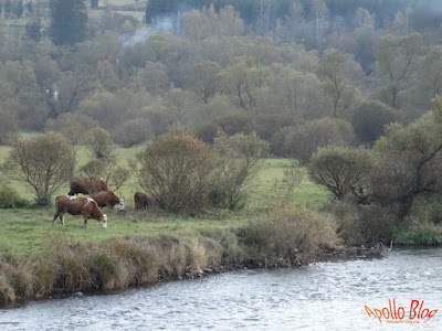 Vaci la pascut in luna noiembri