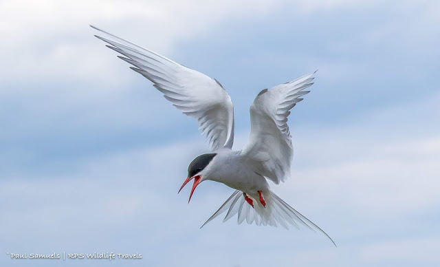 Arctic Tern