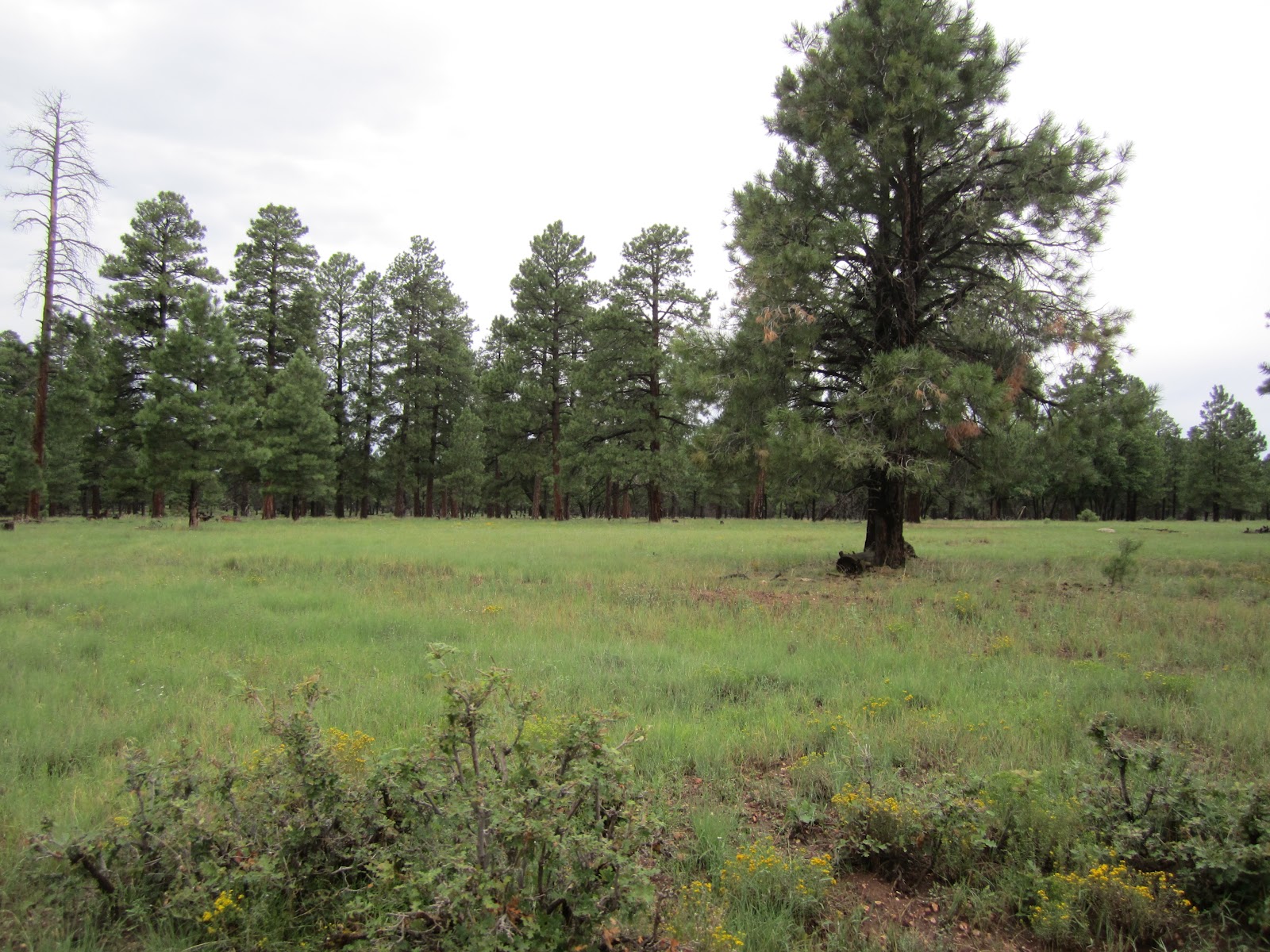 Arizona Unit 9 Archery Elk Season 2012 Jay Scott Outdoors/Colburn and