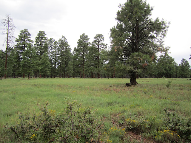Arizona+Unit+9+Archery+Elk+2.JPG