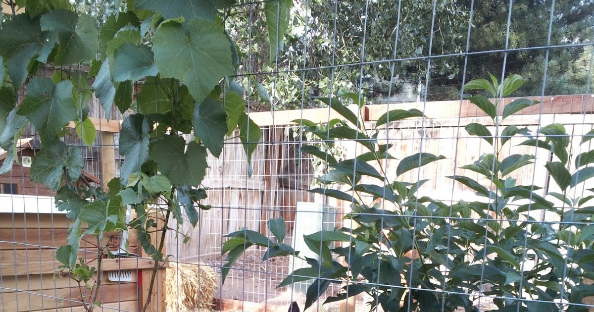 Fresh From Home: How it all started-the raised vegetable garden