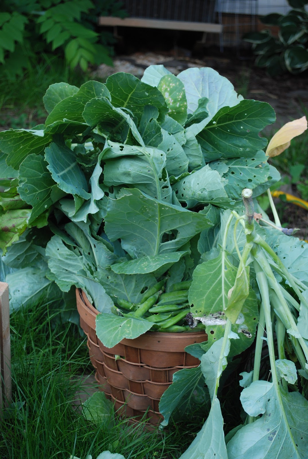 Your Roots Are Showing How Our Garden Got Soul Collard Greens