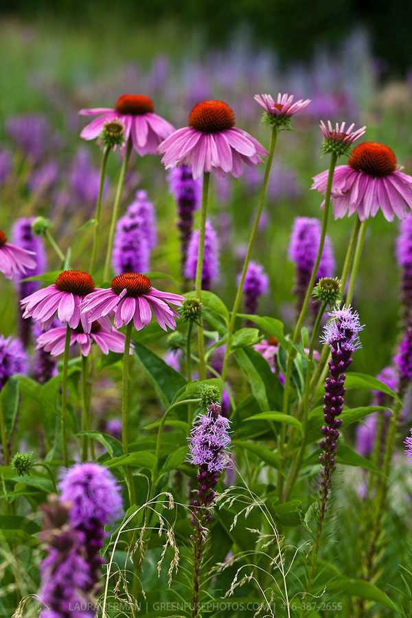 Sara single coneflower