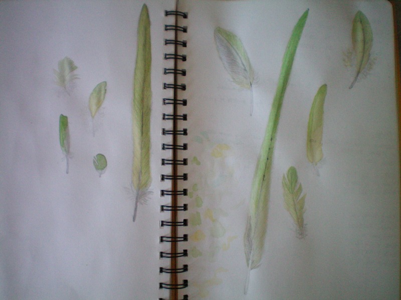 Black Indian Ringneck