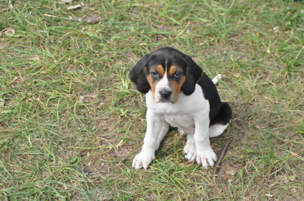 treeing walker coonhound puppies usa puppy pictures treeing walker coonhound puppies usa puppy pictures