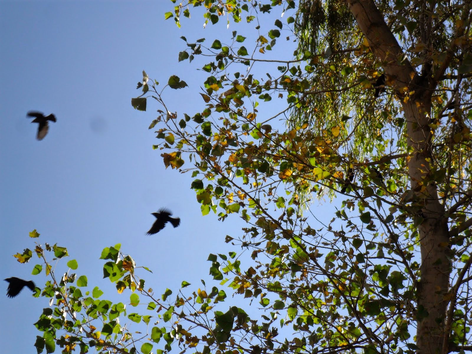 El vuelo