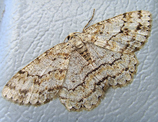 Small Engrailed