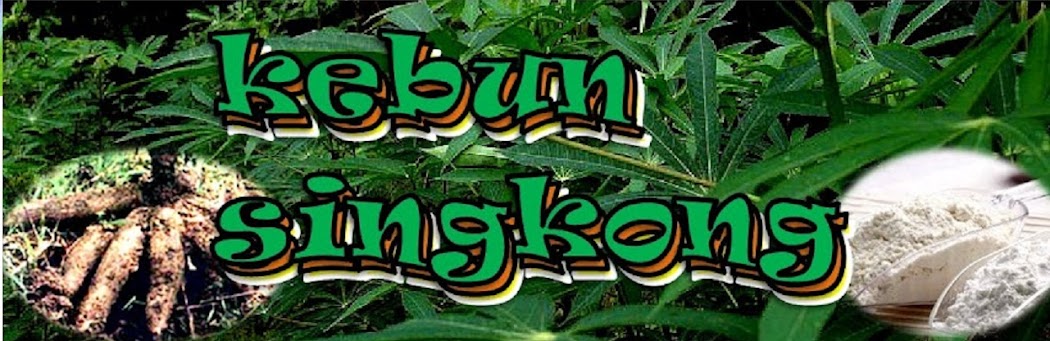 kebun singkong