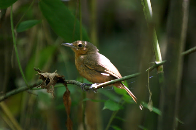 Antbirds wallpaper,Antbird images,Antbird picture,Antbird photo,Flying antbird,Antbirds,Colourful antbird, Antbirds wallpaper,Antbird images,Antbird picture,Antbird photo,Flying antbird,Antbirds,Colourful antbird,