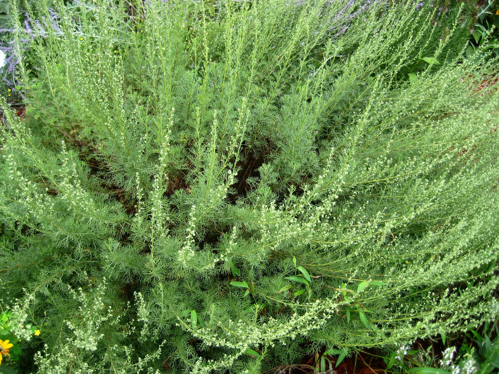 Meadow Muffin Gardens Grow, Make, Enjoy Your Own Fresh Herbal Wreaths