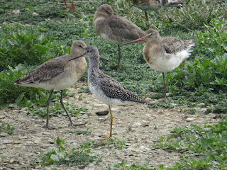 Greater Yellowlegs by Amy Robjohns Greater Yellowlegs by Amy Robjohns
