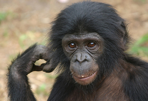 Bonobo.jpg