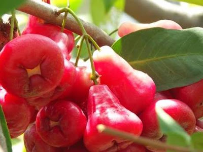 Manfaat Buah jambu Air Untuk Kesehatan Manfaat Buah jambu Air