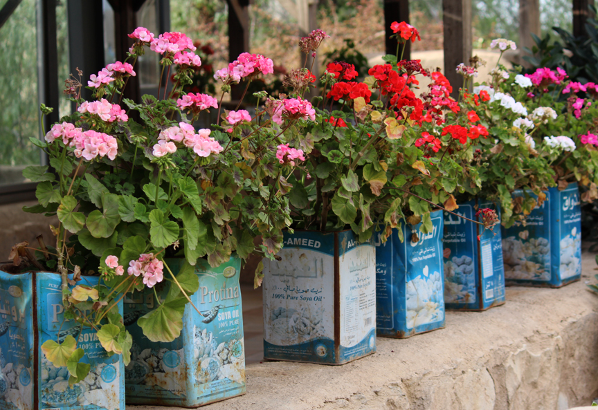Jean Bradbury Plants in Jordan