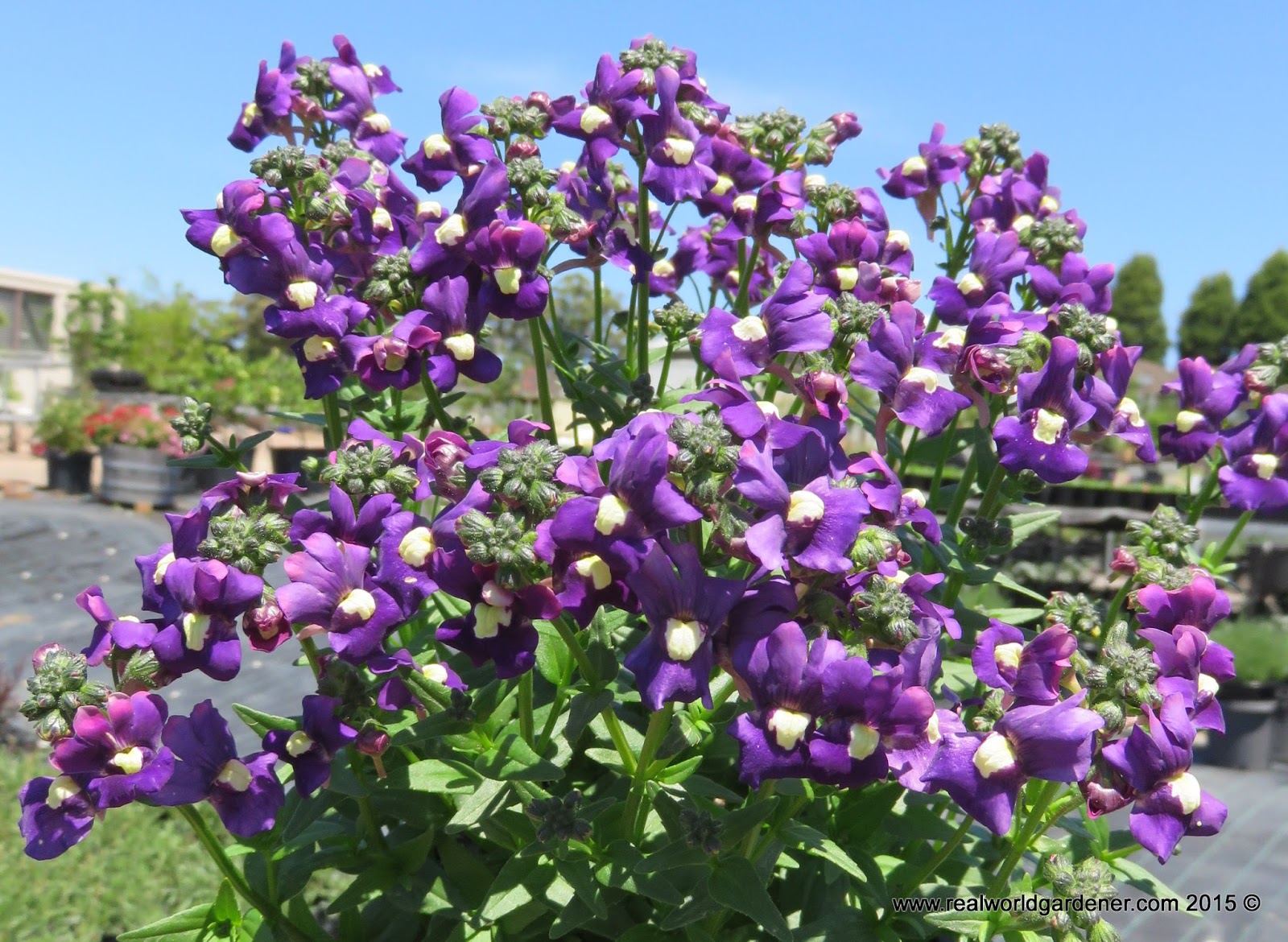 Real World Gardener Nemesia is Plant of the Week