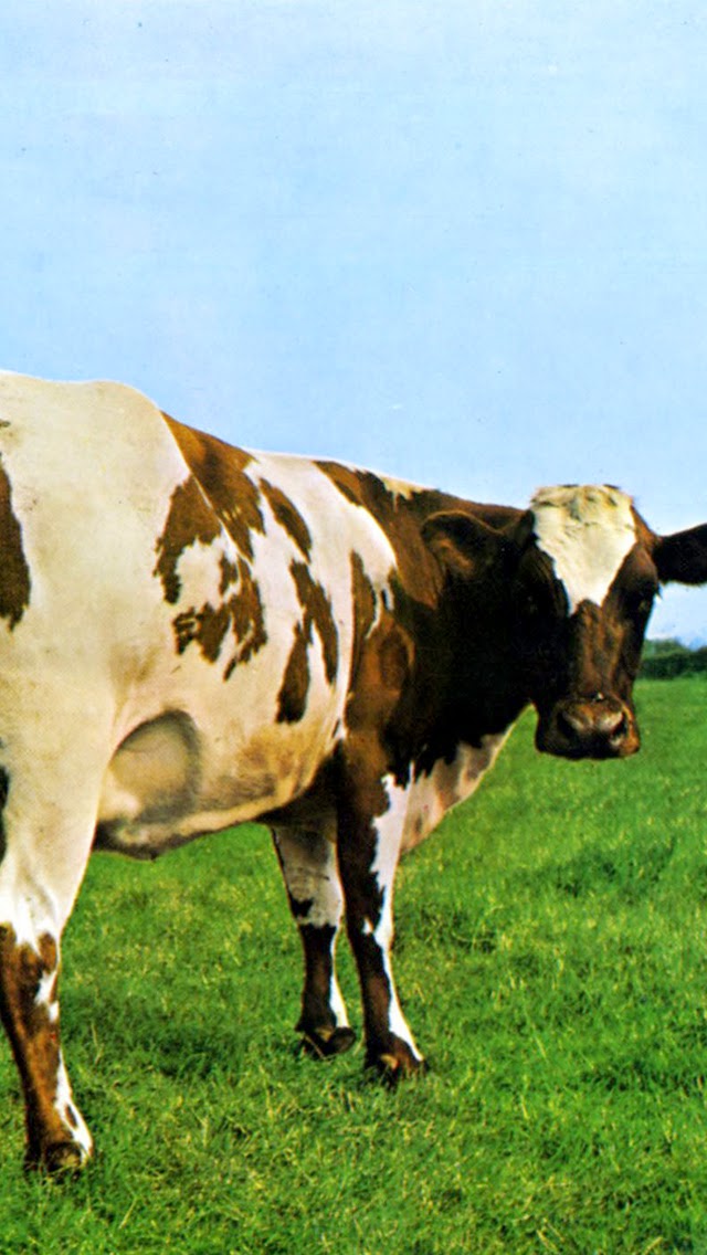 Cool Album Covers Iphone Wallpapers Pink Floyd Atom Heart Mother