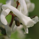 http://wild-flowers-of-europe.blogspot.nl/2015/04/corydalis-cava.html