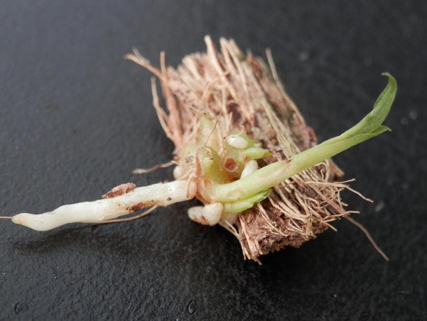 catasetumian orchids protocorns, symbiotic germination