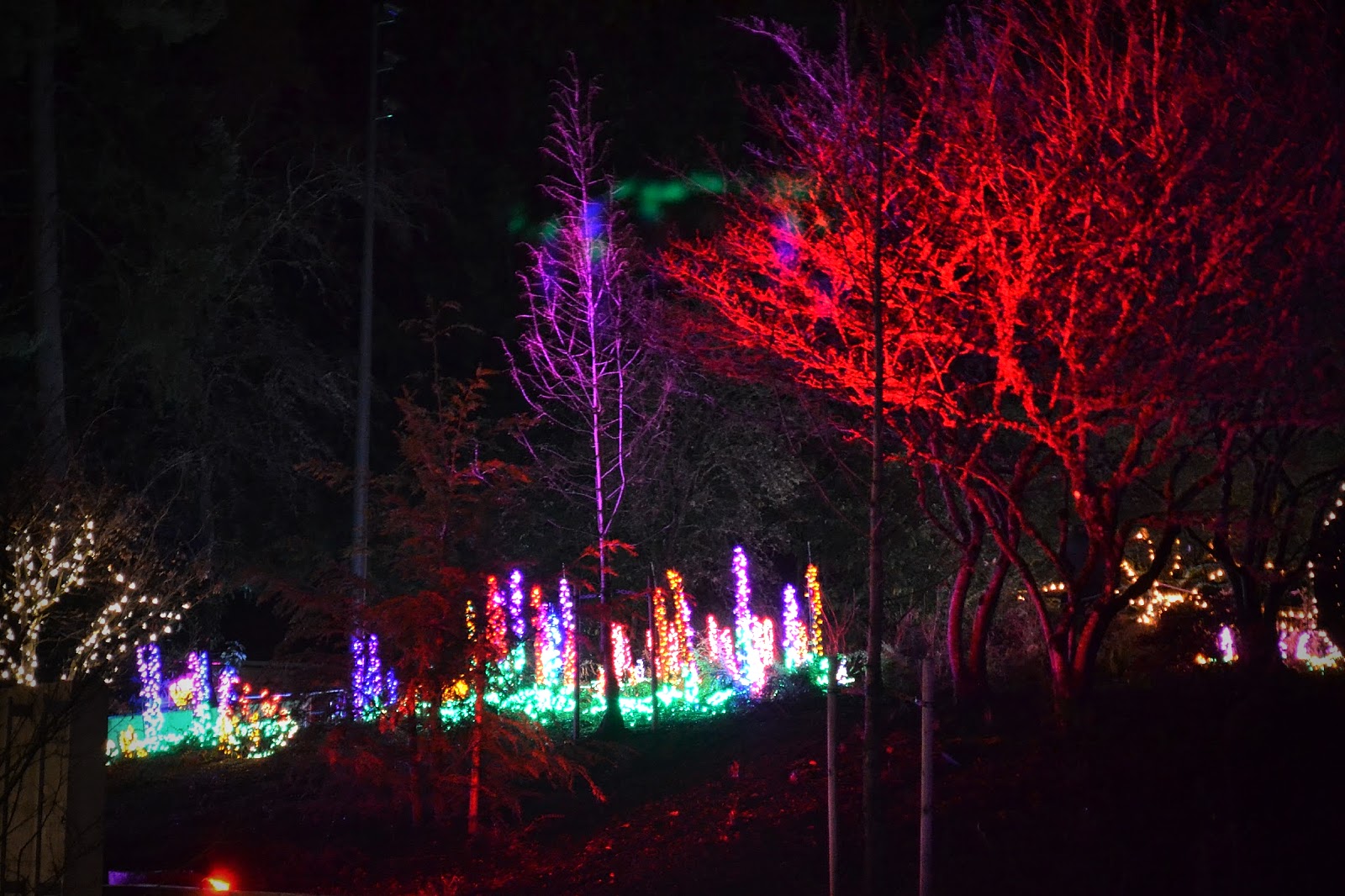 The Outlaw Gardener Garden d'Lights at Bellevue Botanical Garden