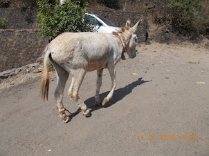 A donkey with legs tied at vehicle parking lot of Pratapgad Fort.