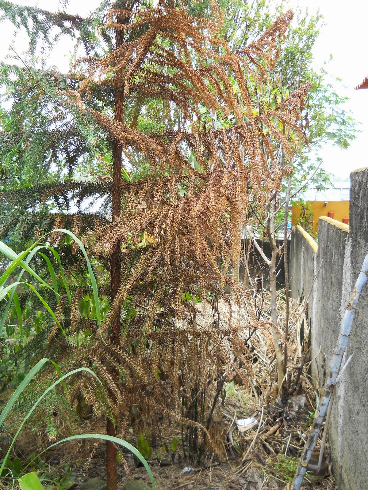 Blogueira sofre violação de domicílio e crime ambiental