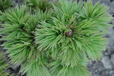 Paeonia tenuifolia L. 