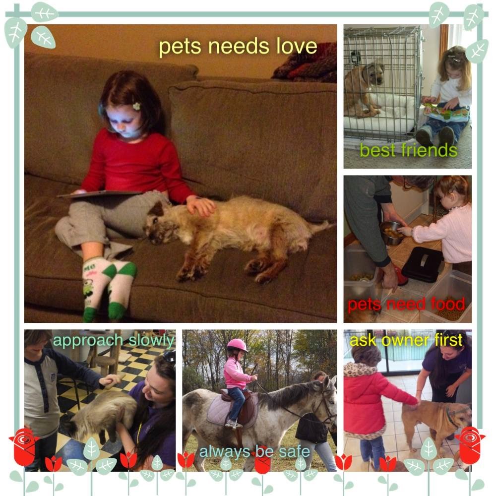 A Crafty Chick Daisy Journey 5 Flowers, 4 Stories, 3 Cheers for Animals