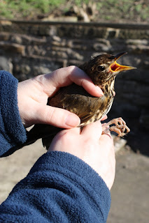 Song Thrush Turdus philomelos Song Thrush Turdus philomelos
