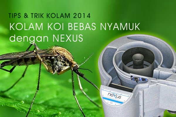 Tips Kolam Koi Bebas Nyamuk Waterdecor Splashnews Informasi Seputar Dekorasi Air Mancur Aquarium Kolam Dan Pets