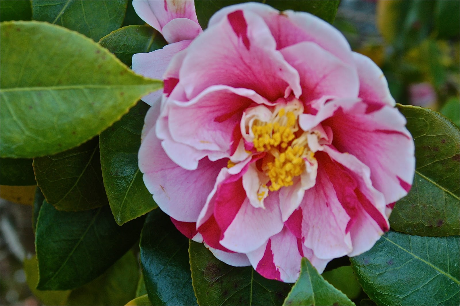 The Traveling Gardener Camellias in Bloom