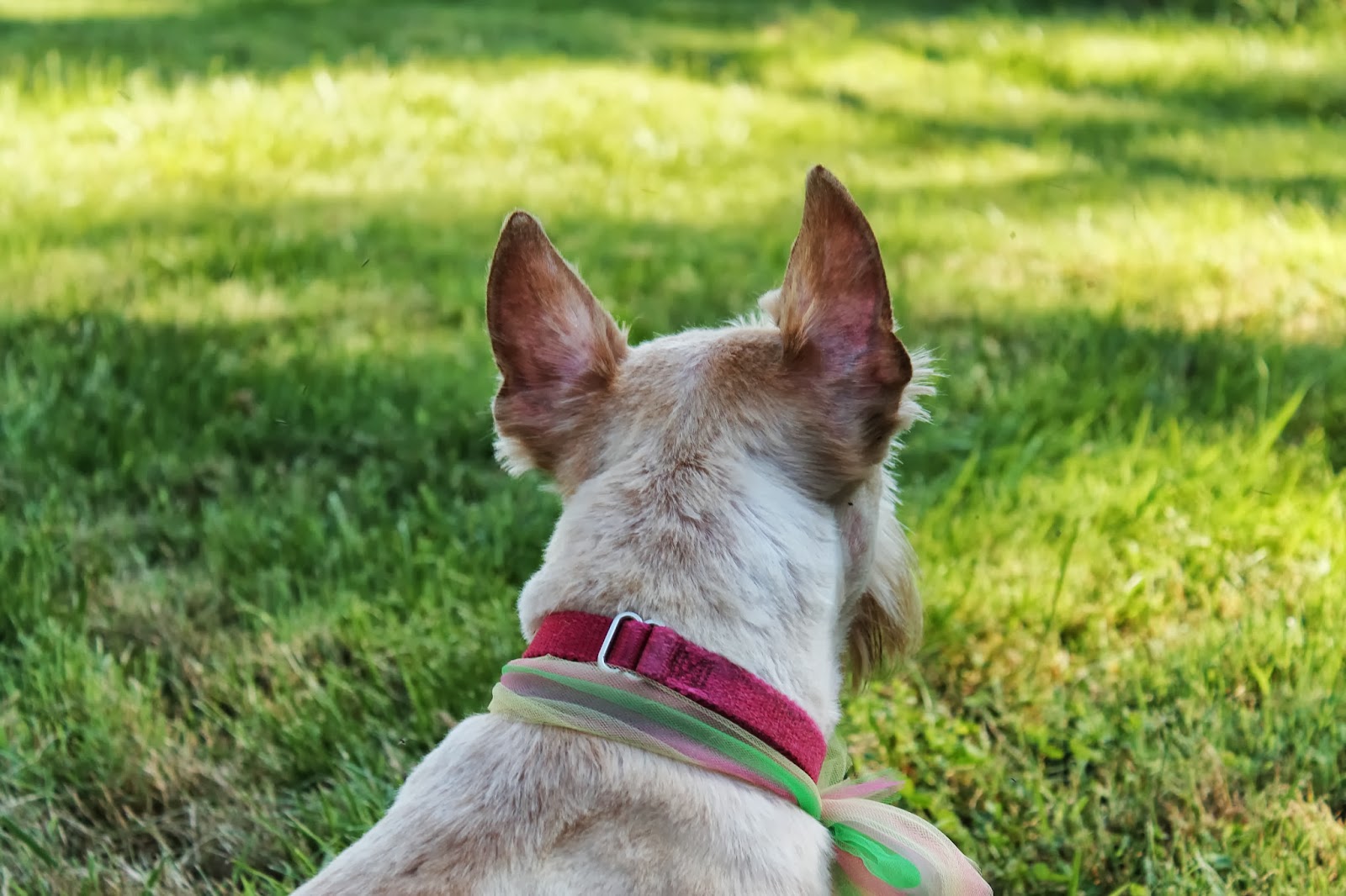 Life at Golden Pines: Terrier or Golden Retriever?