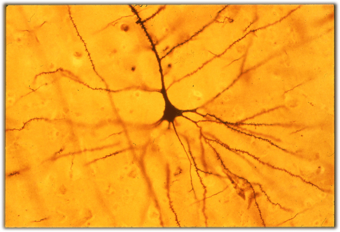 golgi neurons