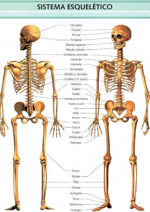 Sistema esqueletico humano pdf Sistema esqueletico humano pdf