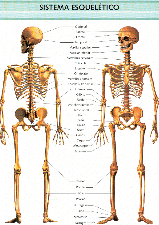 Sistema esqueletico humano pdf