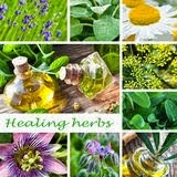 Herbs For Common Ailments