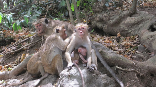 Monos en Sri Lanka