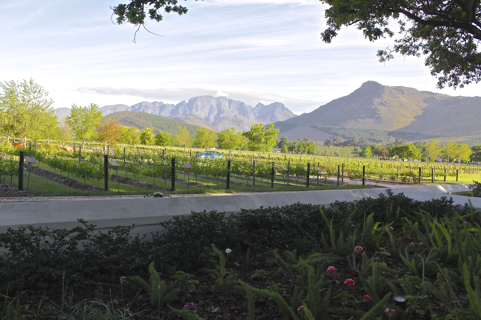 figs flowers food LA MOTTE WINE ESTATE IN FRANSCHHOEK, SOUTH AFRICA