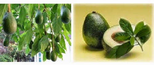 5 Health Benefits of Avocado Leaves Avocado Leaves