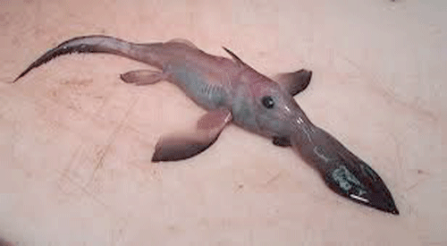 Long-nosed-Chimaera.jpg