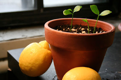 cultiva limonero cultiva limonero