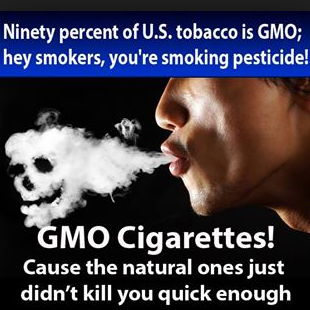 Ninety Percent of U.S. Tobacco is GMO; Hey Smokers, You're Smoking Pesticide! - GMO Cigarettes! Cause the natural ones just didn't kill you quick enough Ninety Percent of U.S. Tobacco is GMO; Hey Smokers, You're Smoking Pesticide! - GMO Cigarettes! Cause the natural ones just didn't kill you quick enough
