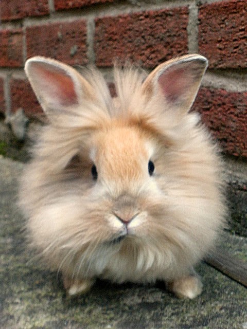lionhead rabbit teeth