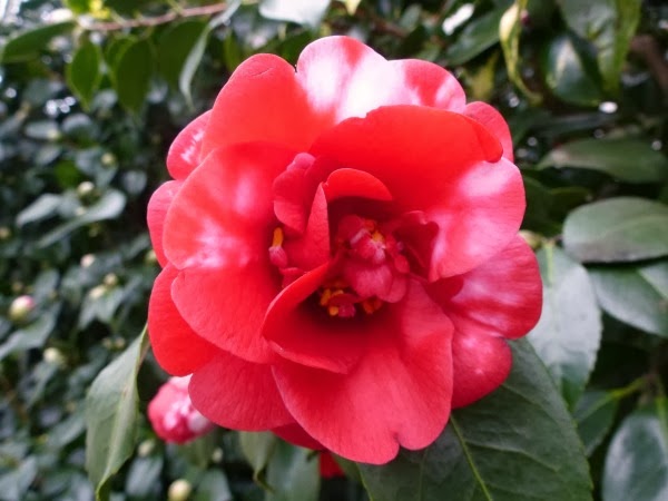 Camelia japónica 'Corallina' Camelia japónica 'Corallina'