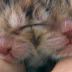 Two-faced kitten thumbnail