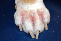 alergia http://patasefocinhos.blogspot.com/