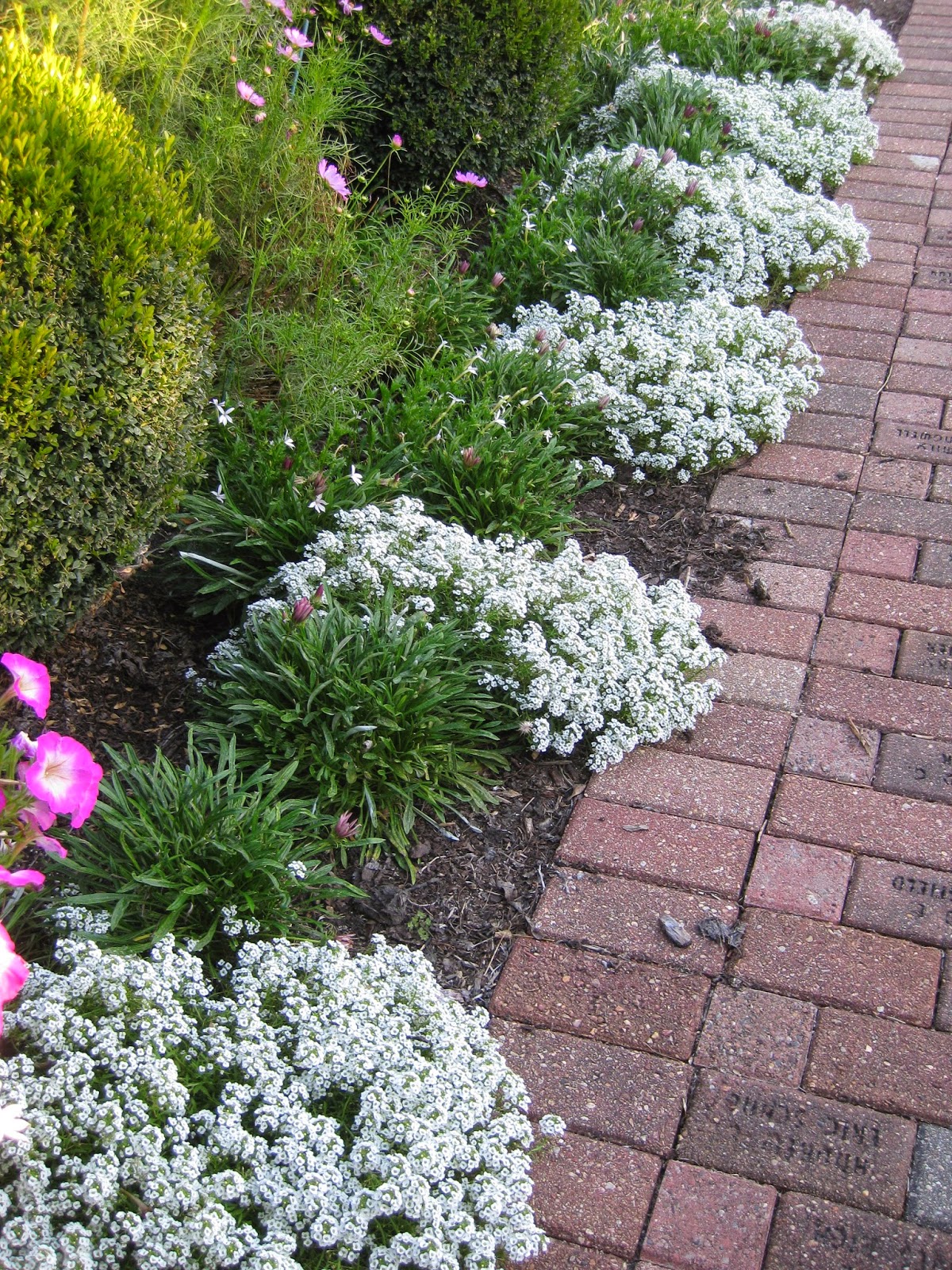 Sweet Alyssum (Lobularia maritima) Rotary Botanical Gardens