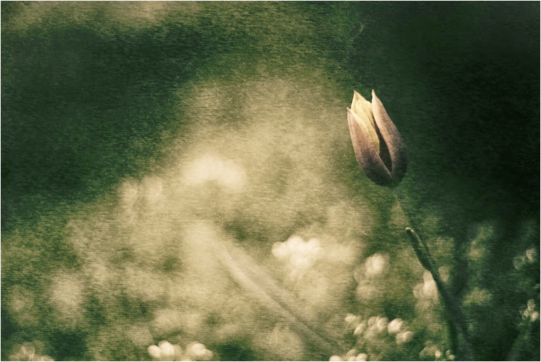 amateur photographers, Best Photo of the Day in Emphoka by Ah.tydx, https://flic.kr/p/eXAxmH amateur photographers, Best Photo of the Day in Emphoka by Ah.tydx, https://flic.kr/p/eXAxmH