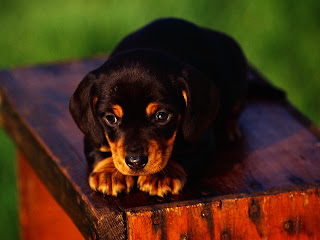 Cute Innocent Puppy HD Wallpaper